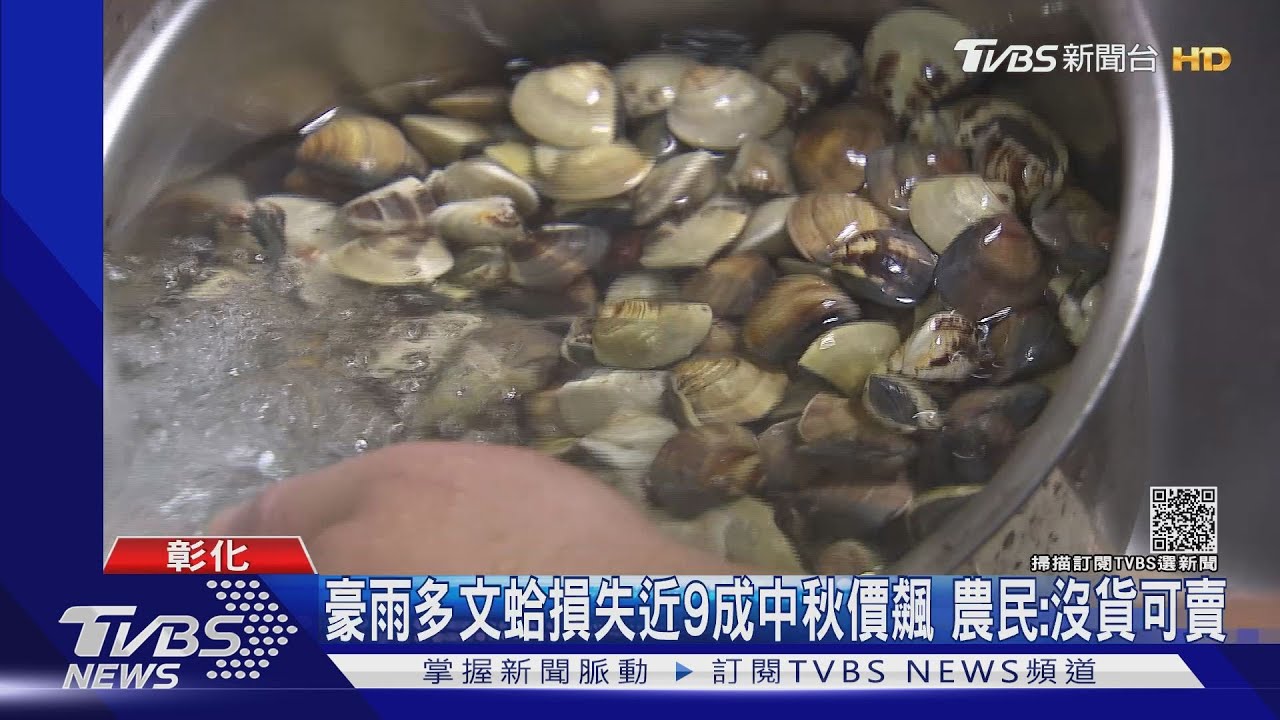 豪雨多!文蛤損失近9成中秋價飆 農民:沒貨可賣