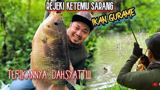 Download lagu MANCING TEPAT DI SARANG IKAN GURAME BABON..!! mp3 Download lagu MANCING TEPAT DI SARANG IKAN GURAME BABON..!! mp3