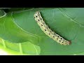 Damage Characteristics of Insect Pests Part-1 Dr. Ramegowda Damaging Nature of different types of pests