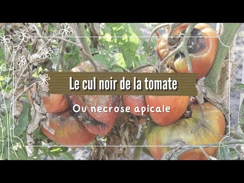 , title : 'Le cul noir de la tomate ( moyens de luttes)'