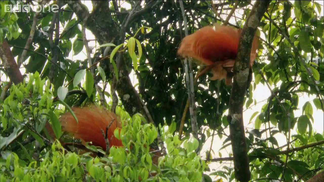 Lost Land of the Volcano Preview - Episode 2: Birds of Paradise - BBC One