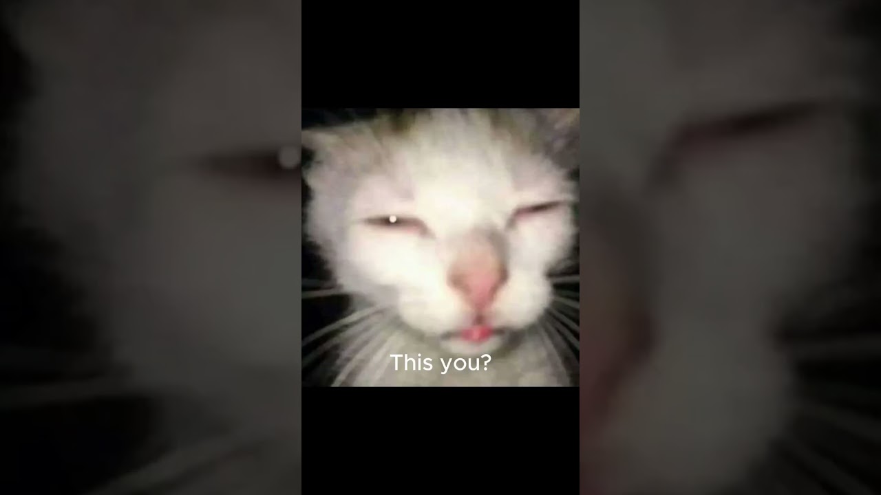 Squint your eyes to see the picture! cat meme