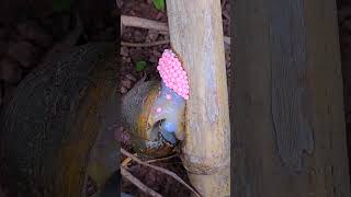 Watch an Apple Snail Lay Eggs!