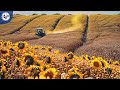 Harvesting MILLIONS Of Tons Of SUNFLOWER Seeds To PRODUCE Sunflower Oil For Cooking