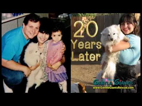 All About Gentle Giants Dog Food