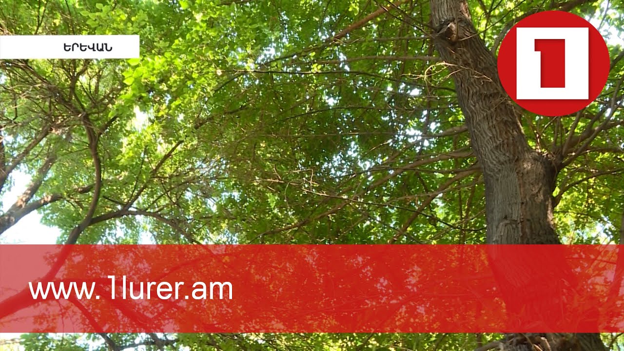 Հայաստանն ընդլայնում է անտառածածկ տարածքները