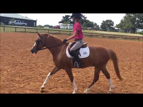 GAYFIELDS THE MACHO MAN aka Rooster