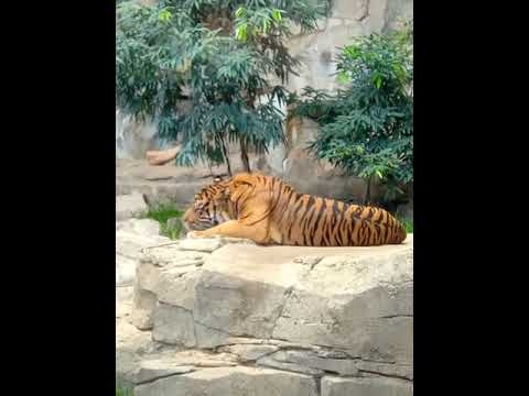 Wie sagt ein Tiger?          "Miau"