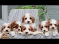 Miniature Poodle dogs for sale: Rudy  - Video 1