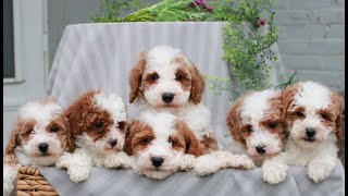 Video preview image #1 Poodle (Miniature) Puppy For Sale in LITITZ, PA, USA
