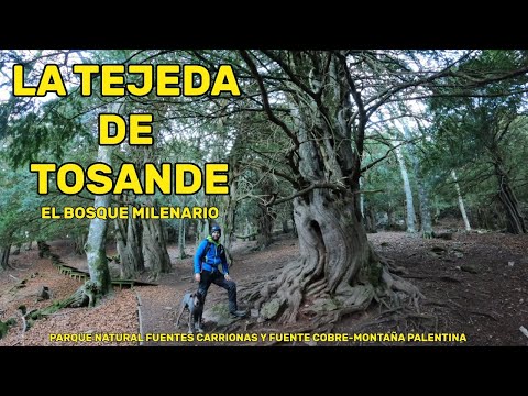 LA TEJEDA DE TOSANDE/ BOSQUE MILENARIO/MONTAÑA PALENTINA/ FUENTES CARRIONAS/ FUENTE COBRE/ 4K