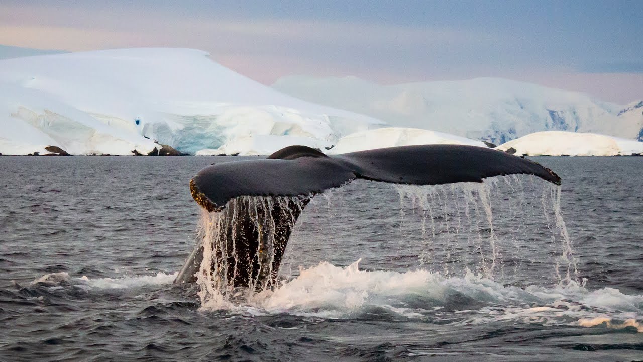 Explore Viking’s Longitudinal World Cruise I with Dr. Damon Stanwell Smith & Expedition Team