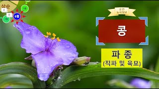 [농사정보(6월 상순)] 콩_파종(직파 및 육묘)
