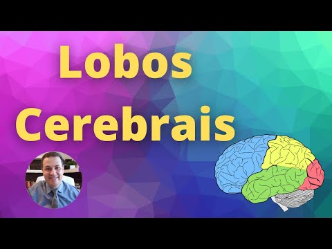 Lobos cerebrais e suas funções