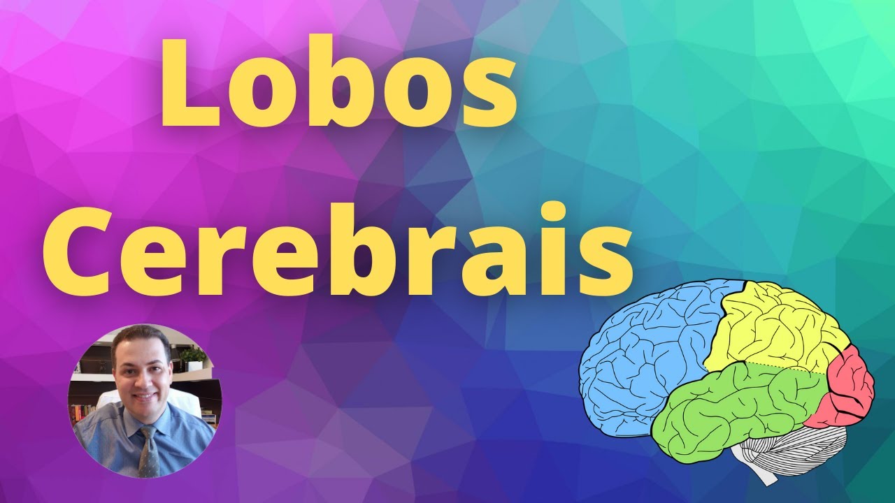 Lobos cerebrais e suas funções