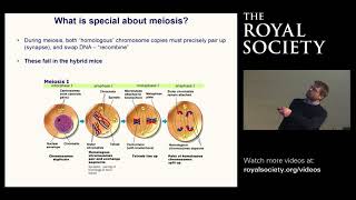 The birth of a new species: Bringing together, yet driving apart