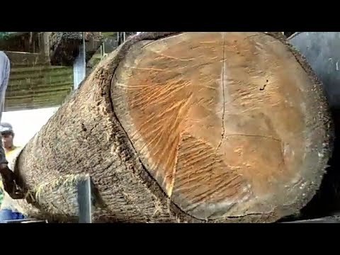 YOU WILL KNOW WHAT THE REAL BEST WOOD LOOKS LIKE!! SAWMILL