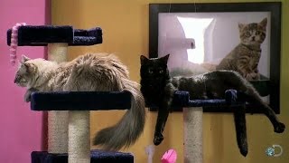Kitty Business | Mythbusters