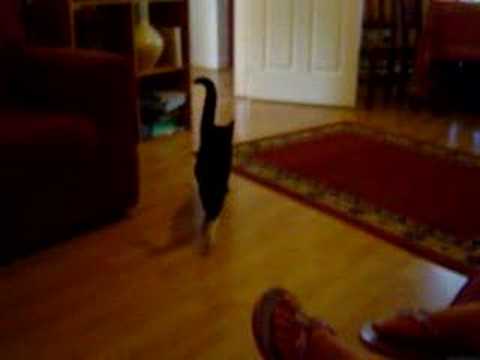 Smurf, the irish cat - juillet 07