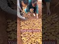 Young Ginger Farming Techniques #satisfying #short