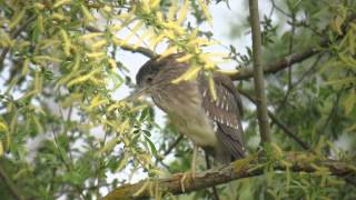 preview picture of video '13.4.14 Bihoreau gris 2A (Nycticorax n. nycticorax, Black-crowned Night Heron)'