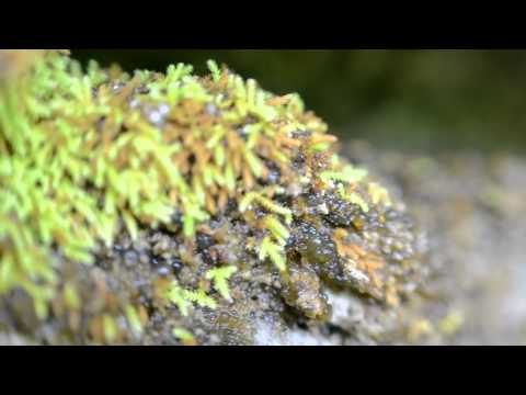 Porya Hatami - Snail