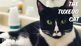 The Tuxedo Cat — Minnie Mouse stars in CrazyCatVid's most popular video