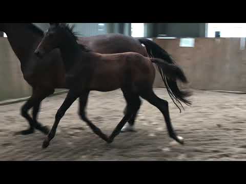 Hingsteføl efter Total Hope/Boney M