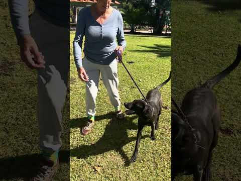 Sally Field, an adoptable Labrador Retriever & Weimaraner Mix in Encinitas, CA_image-1