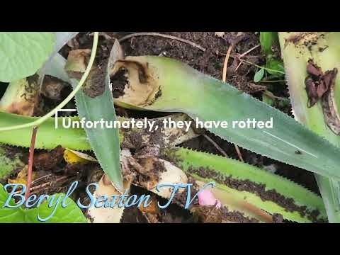 200 NEW PINEAPPLE PLANTS