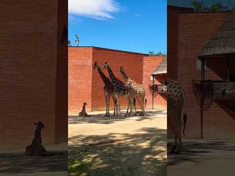 The best of Liberec 2022! You have to visit all these places! #liberec #zoo #botanicalgarden #dam