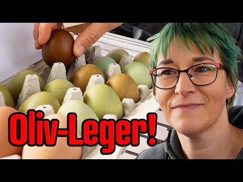 Hühnerrundgang Algermissen Kükenbörse 2024: Olive-Leger-Rasse in Vorbereitung by Nina Kühn!