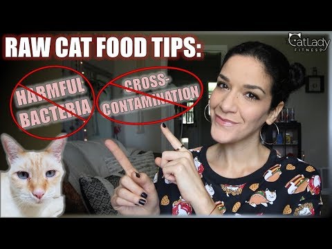 Making Raw Cat Food: Tips to buy fresh meat & avoid cross-contamination! - Cat Lady Fitness