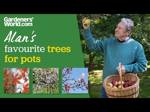 Five trees for pots | Alan's trees for small gardens