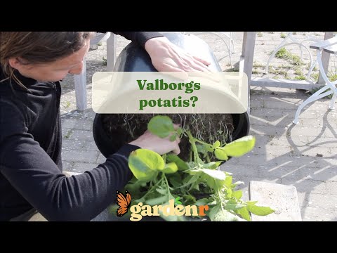 Walpurgis potatoes? - Gardenhacks by GardenR