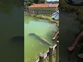 Feeding Monster Arapaima Fish