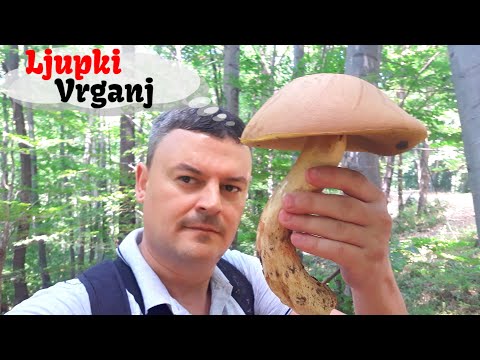 Ljupki Vrganj -  Lat . Butyriboletus fuscoroseus