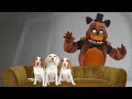 Dogs Not Scared of Freddy Fazbear in Real Life: Funny Dogs vs FNAF Character