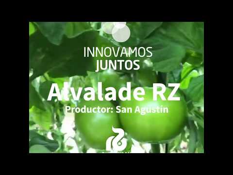 Tomate Alvalade RZ - San Agustín