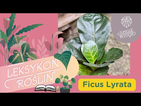 Ficus lyrata - nie taki diabeł straszny… jak z sukcesami uprawiać fikusa dębolistnego.