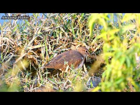 Kalužiak červenonohý (Tringa totanus) — Common Redshank záber druhu