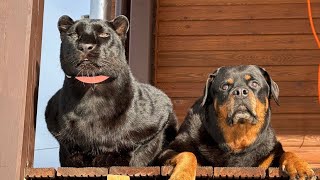 ⭐ Best Friends – Luna the Panther & Venza the Rottweiler 🐈‍⬛🐕(ENG SUB)