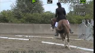 preview picture of video 'Dressage horse. Irish Sport Horse. Riding.'
