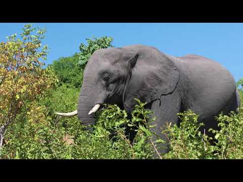 Beautiful Relaxing Music - Soothing Piano Music with Birds Elephants!! JUMBO @RelaxationFM