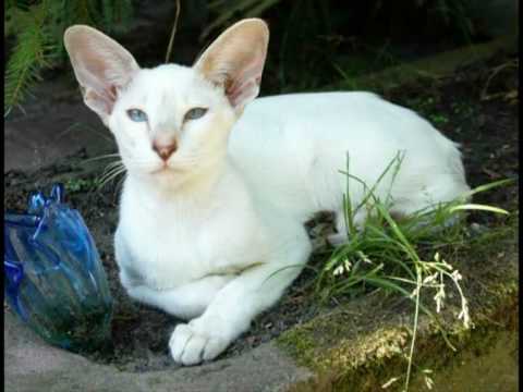 ✯Siamese cats Blue Eyes Cattery van Scarlettini✯