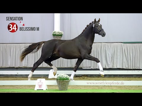 Westf. Hauptkörung Reitpferdehengste 2020: 34 Sensation - Belissimo M - Florestan I