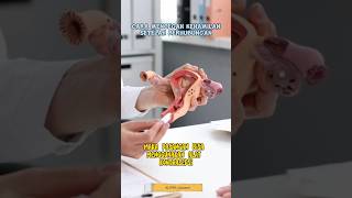 Download lagu Cara Mencegah Kehamilan Setelah Berhubungan #shorts #videooftheday #kliperchannel #kontrasepsi mp3