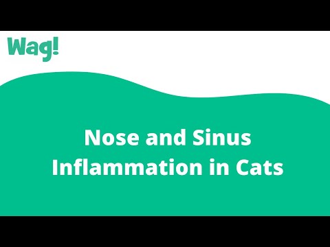 Nose and Sinus Inflammation in Cats | Wag!