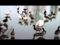 Anatidi Su Lago Ghiacciato Inverno Winter Antonio Vivaldi