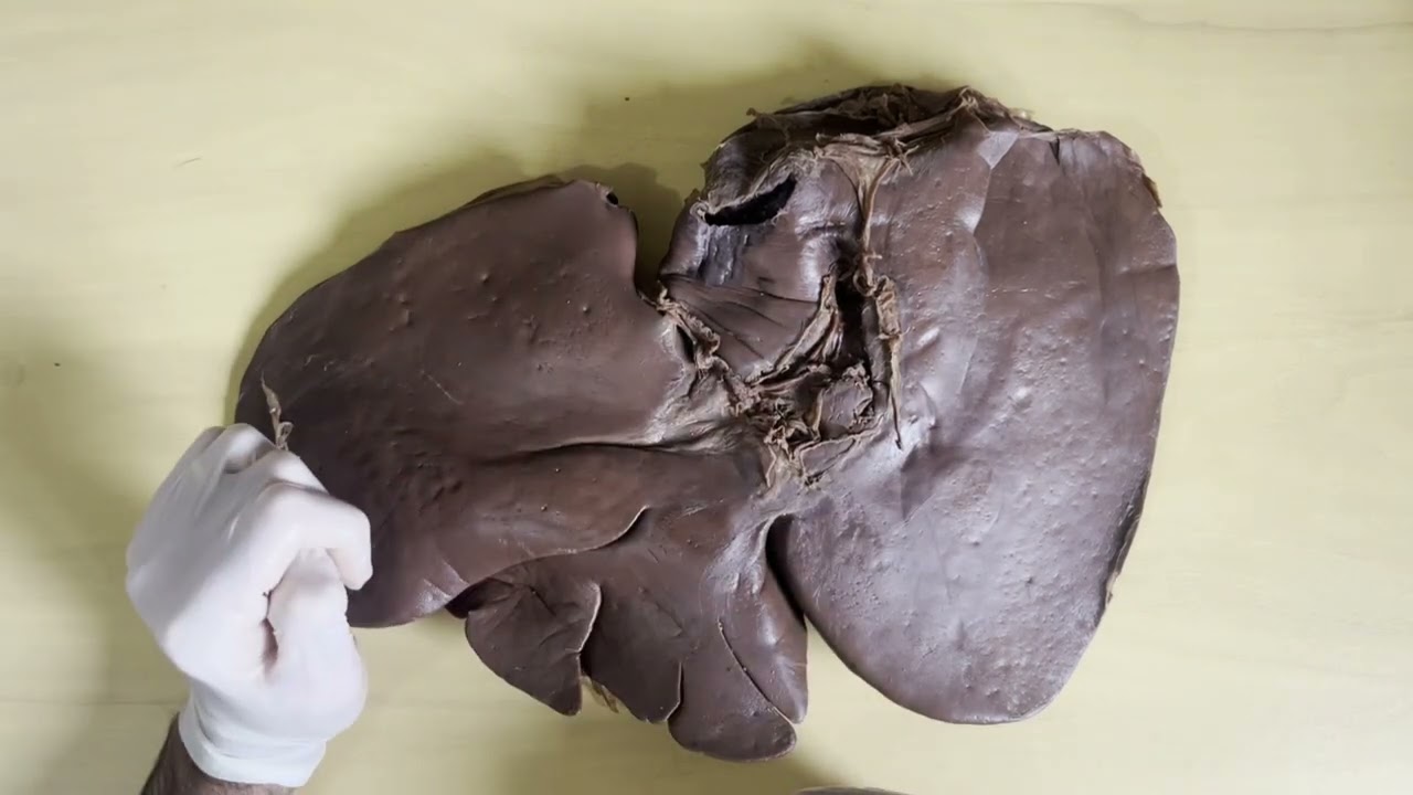 Anatomia Veterinária: Anatomia do Fígado dos equinos